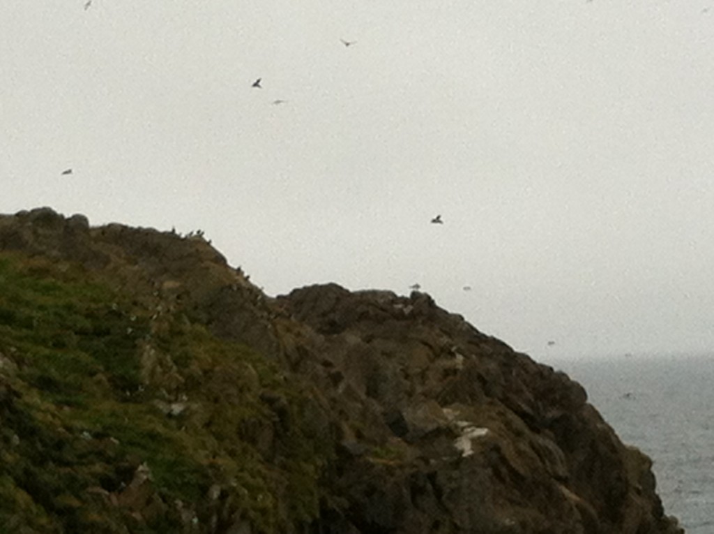 Can you see the puffins?