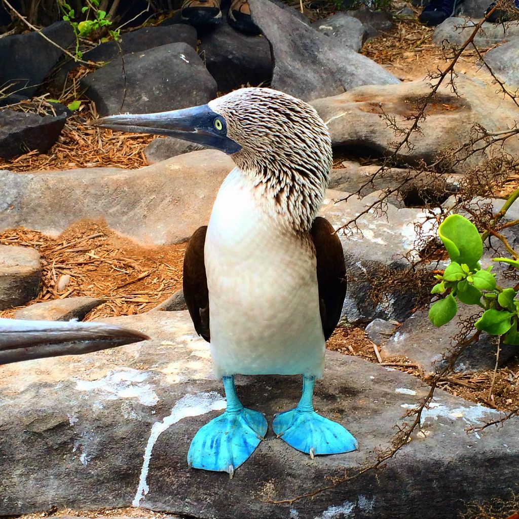 The gorgeous blue footed bobby.....photo by Renny